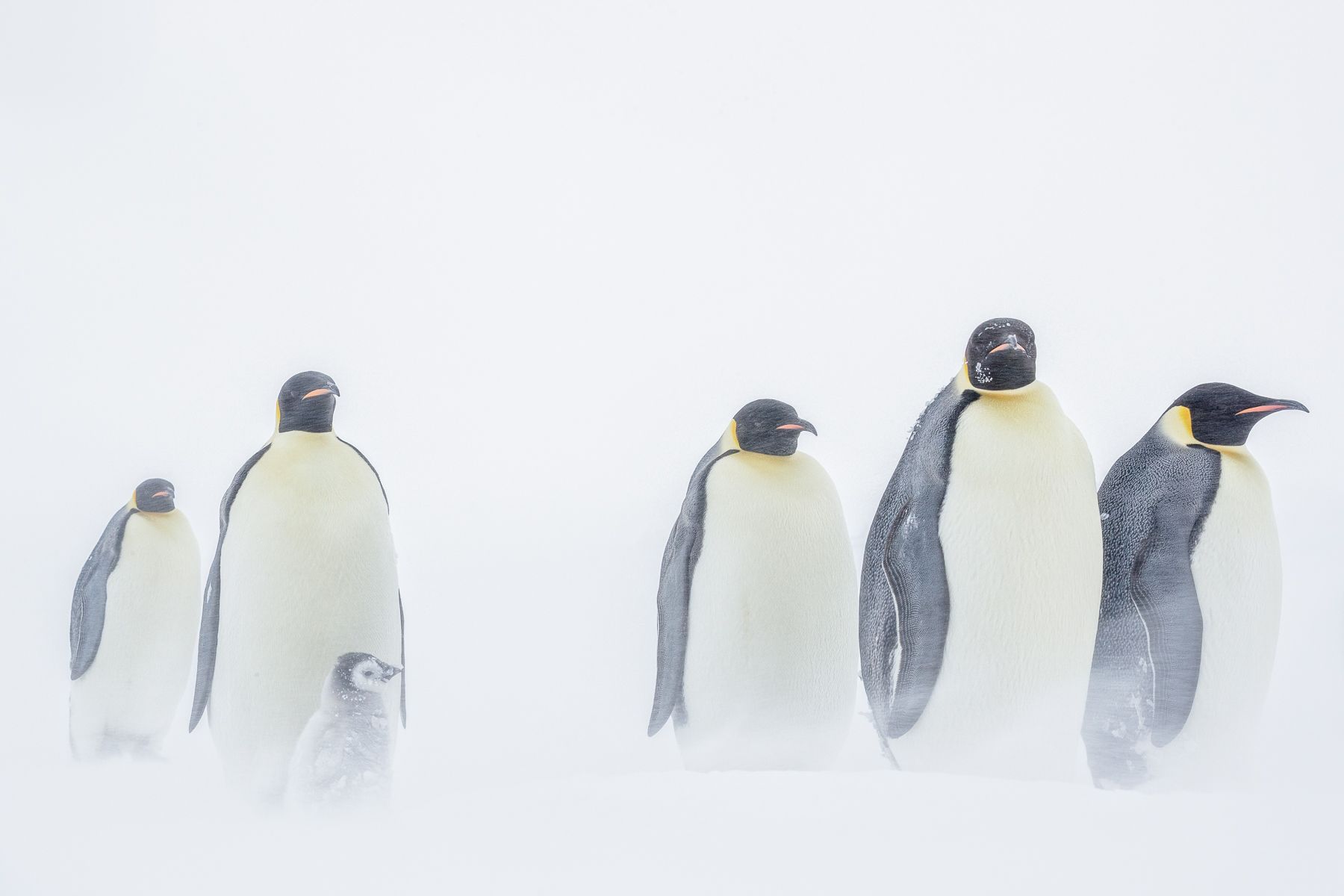 Emperor Penguin