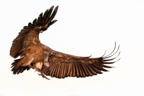 White Backed Vulture