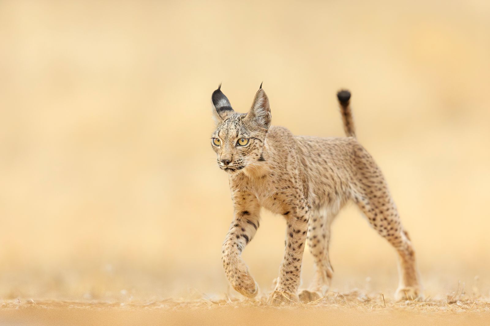 Iberian Lynx in Summer in Spain Iberian Lynx