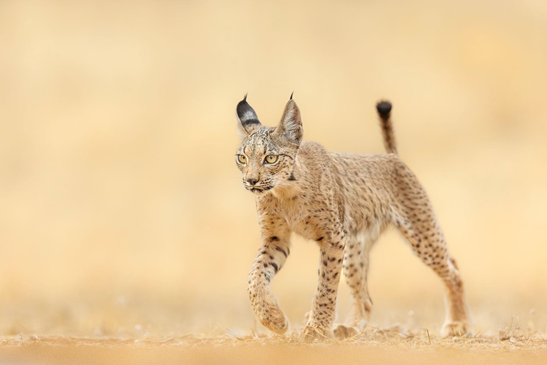 Iberian Lynx 
