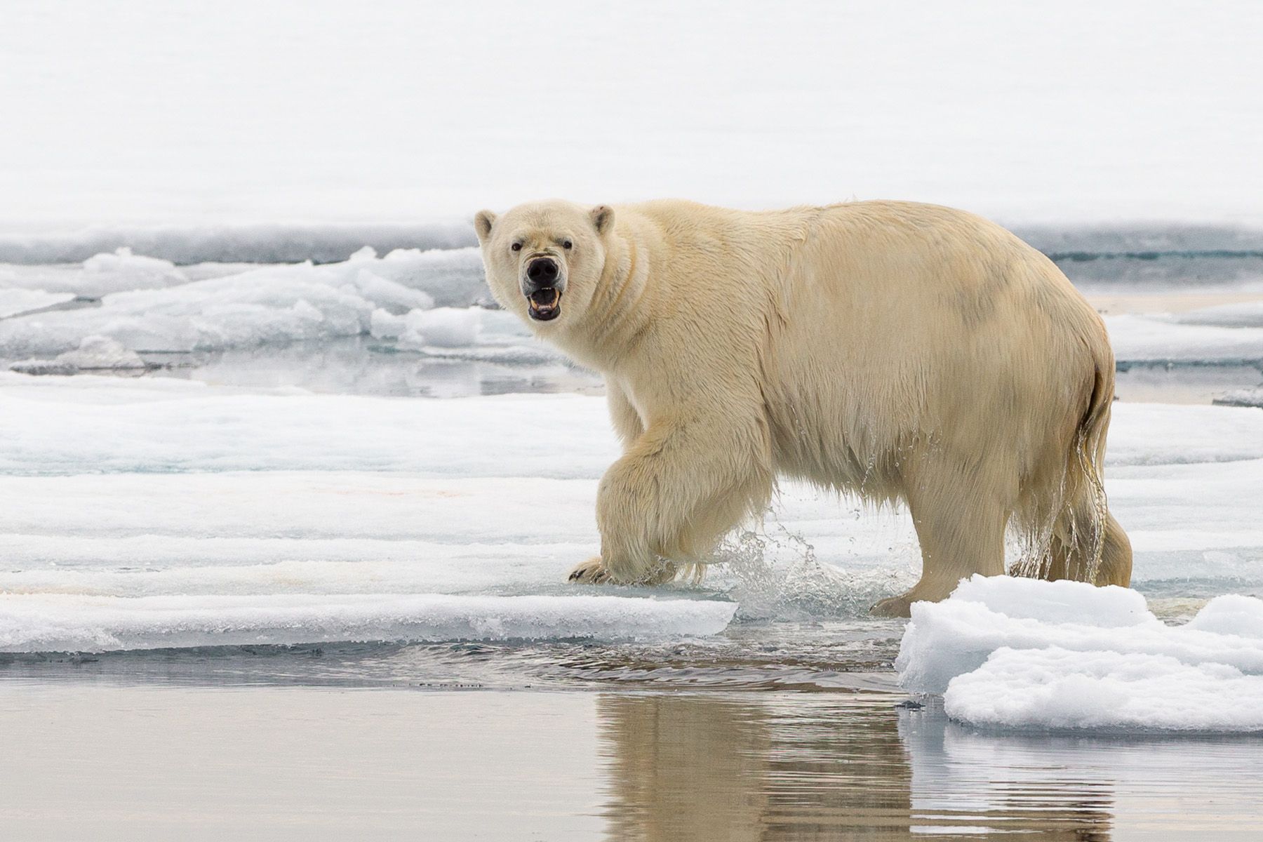 Wild Nature Photo Travel | SVALBARD - Wild Nature Photo Travel