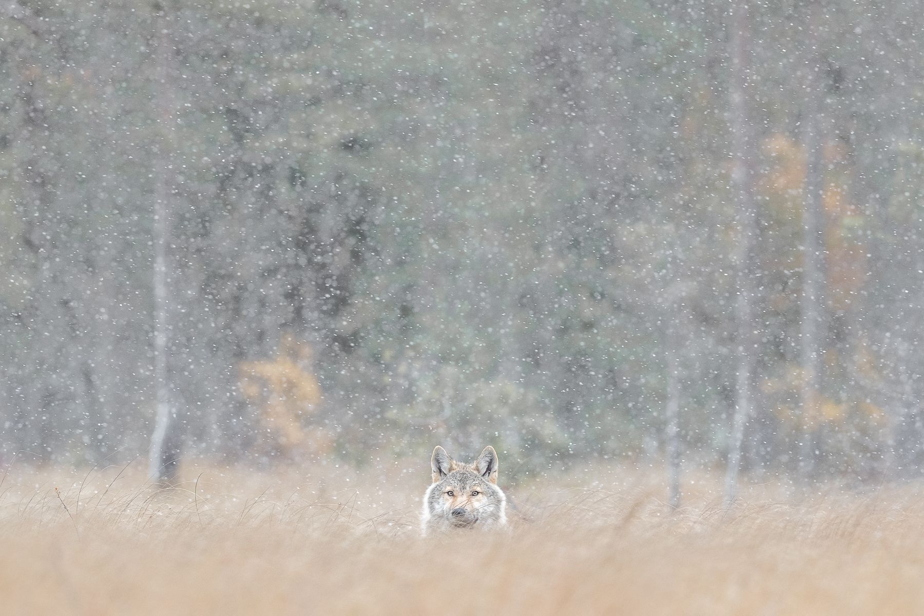 Wolf on the Finland border with Russia