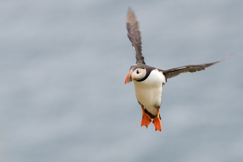 Atlantic Puffin 