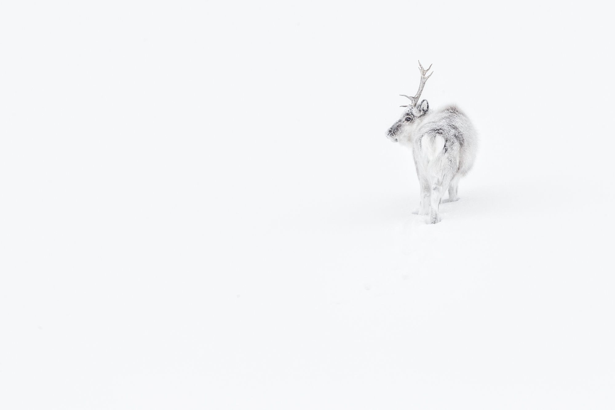 Reindeer in Snow in the Arctic
