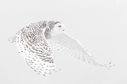 Snowy Owl Photograph by Joshua Holko