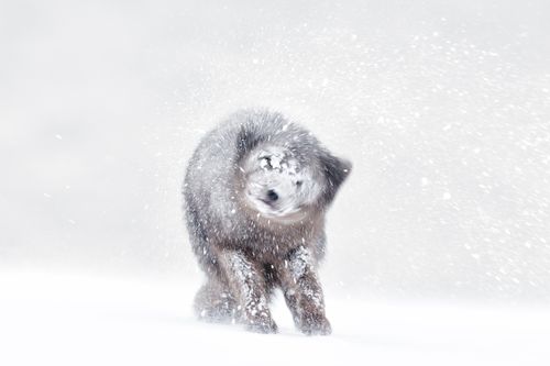 Arctic Fox Photography