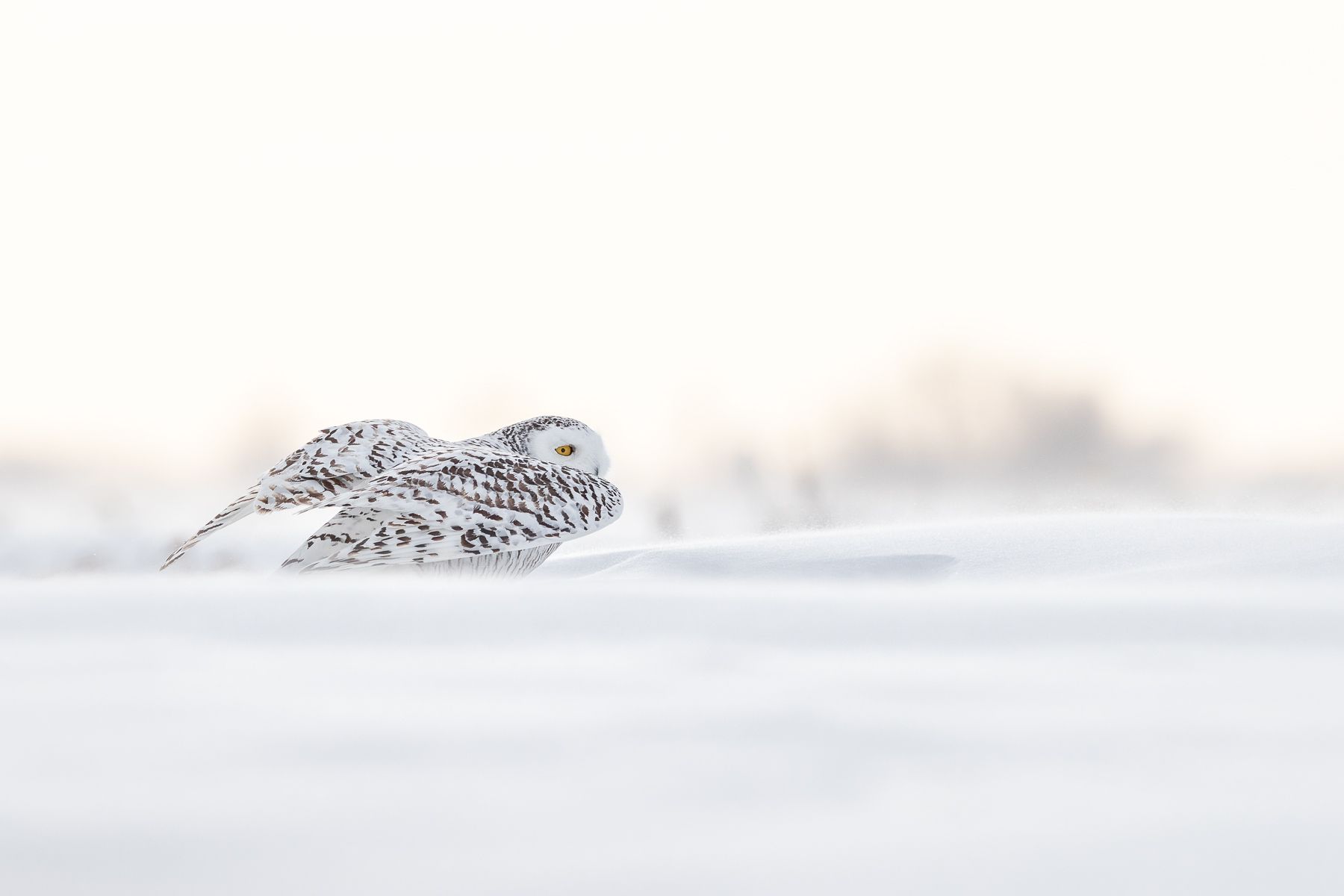 Snowy Owl Photograph by Joshua Holko