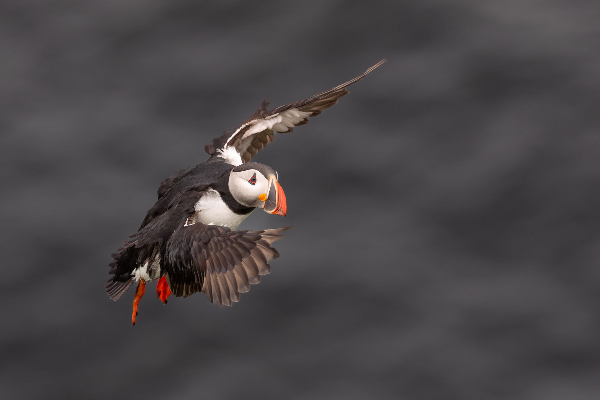 Atlantic Puffin in Flight