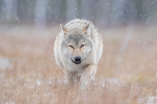 Wolf on the Finland border with Russia by Joshua Holko Wolf on the Finland border with Russia