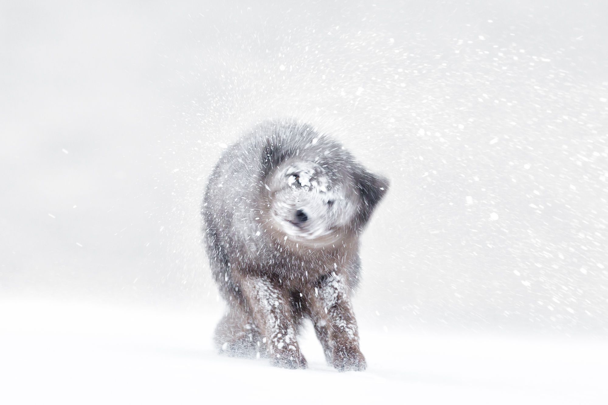 Blue Morph Arctic Fox