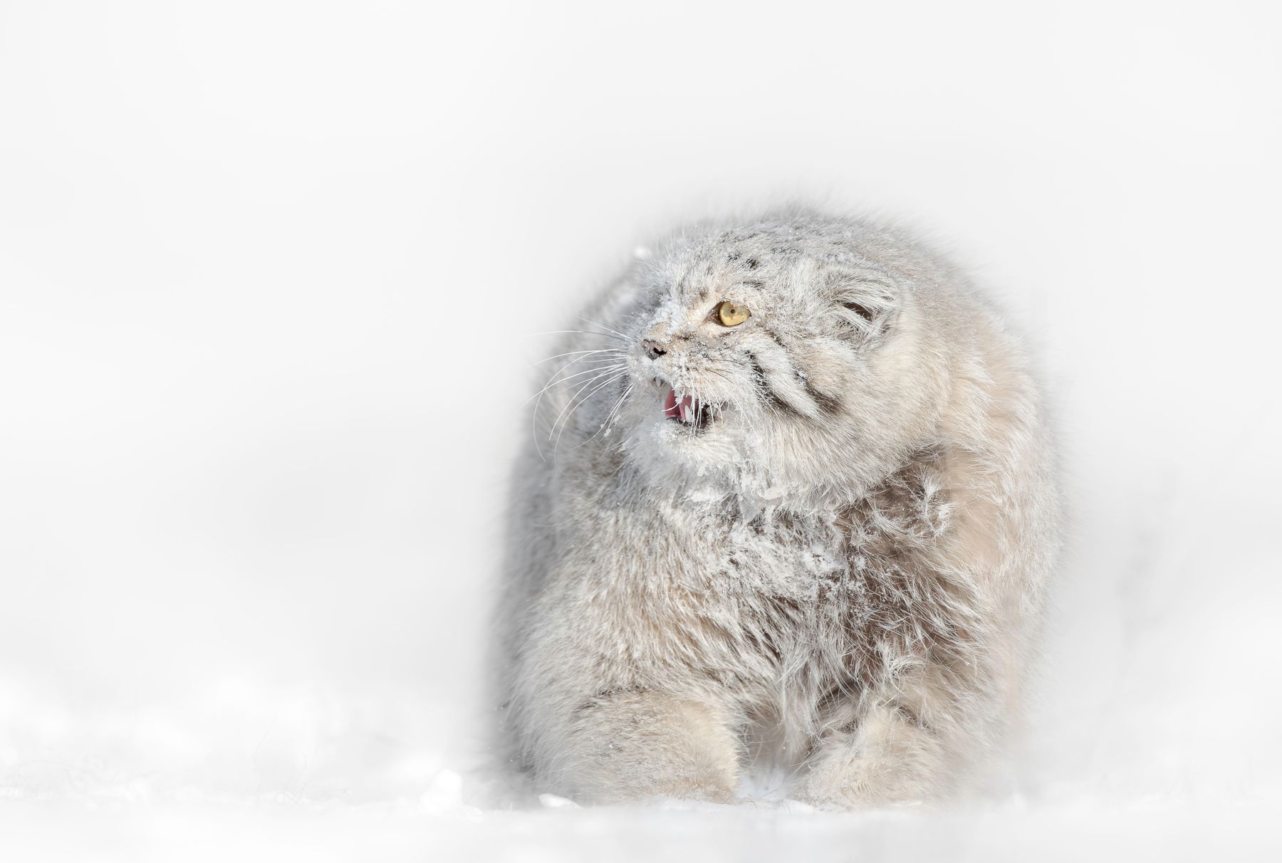 Pallas Cat in Snow in Winter in Mongolia