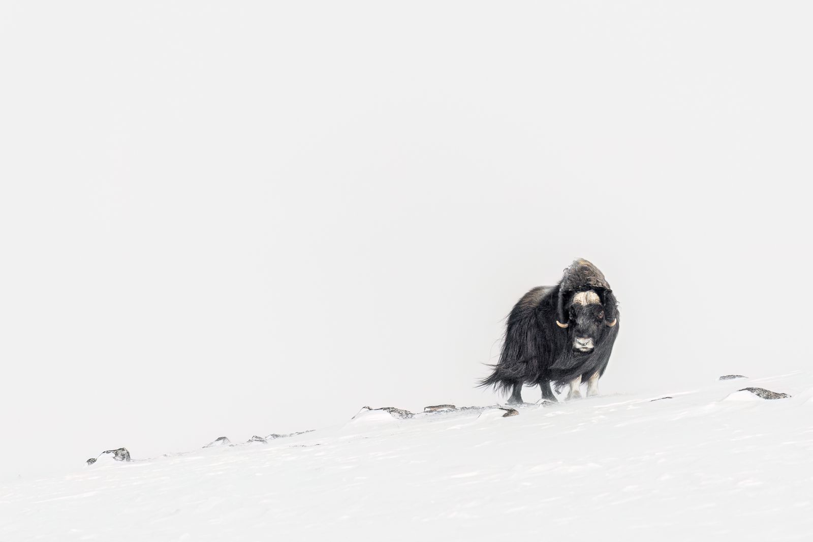 Musk Oxen Greenland in Winter