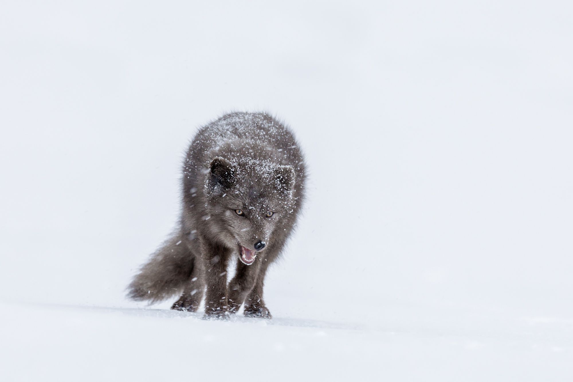 Blue Morph Arctic Fox