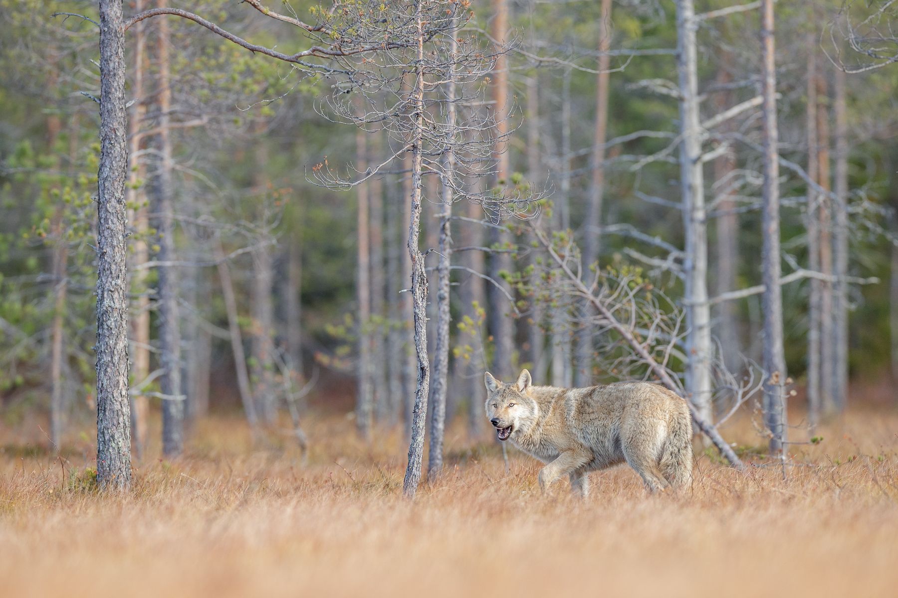 Wolf on the Finland border with Russia