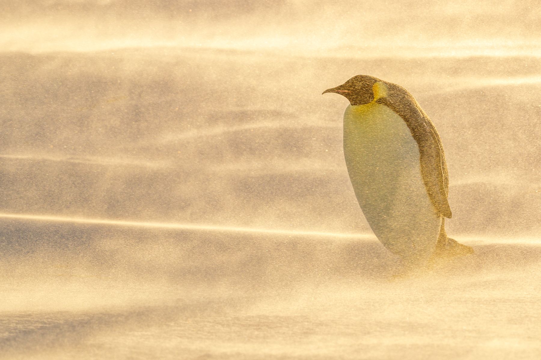 Emperor Penguin