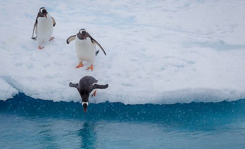 16_1penguin_jump_antarctica.jpg