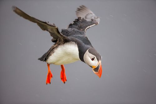 Atlantic Puffin 