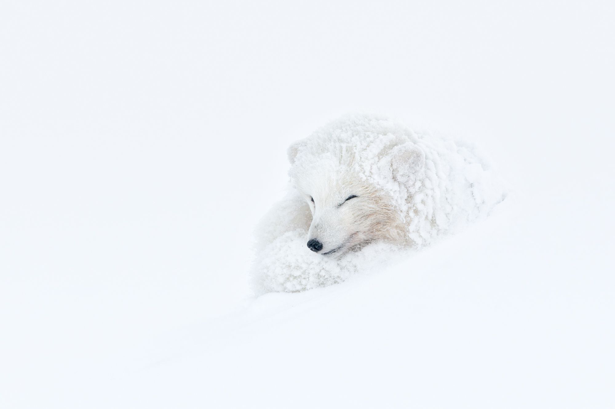 White Morph Arctic Fox 