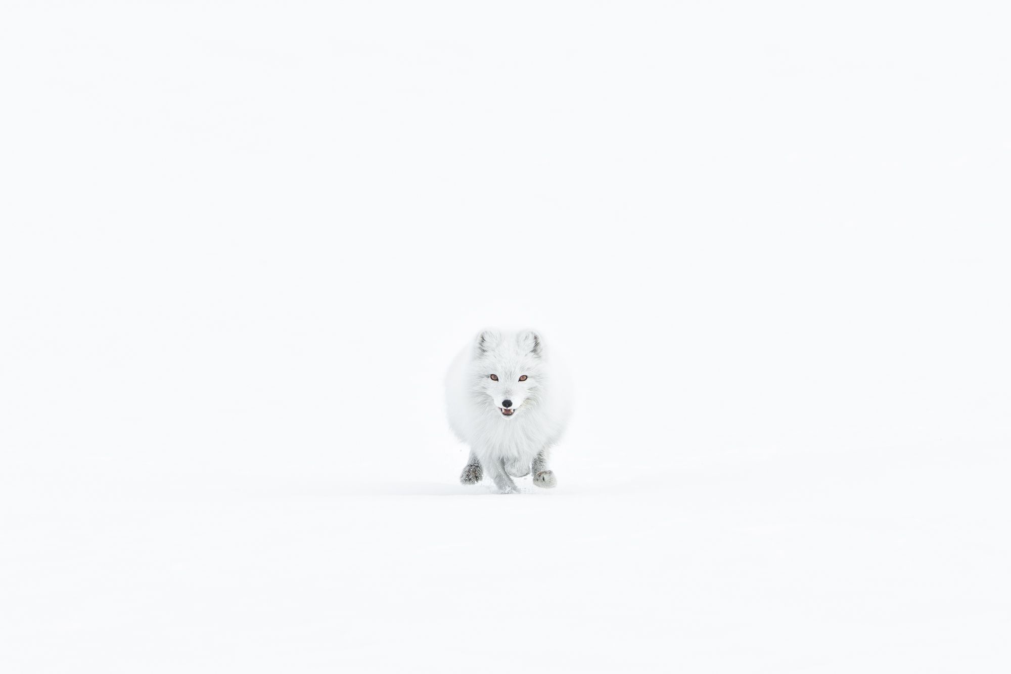 White Morph Arctic Fox