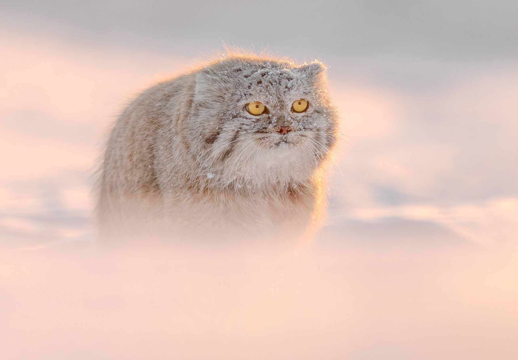 Pallas Cat in Snow in Winter in Mongolia