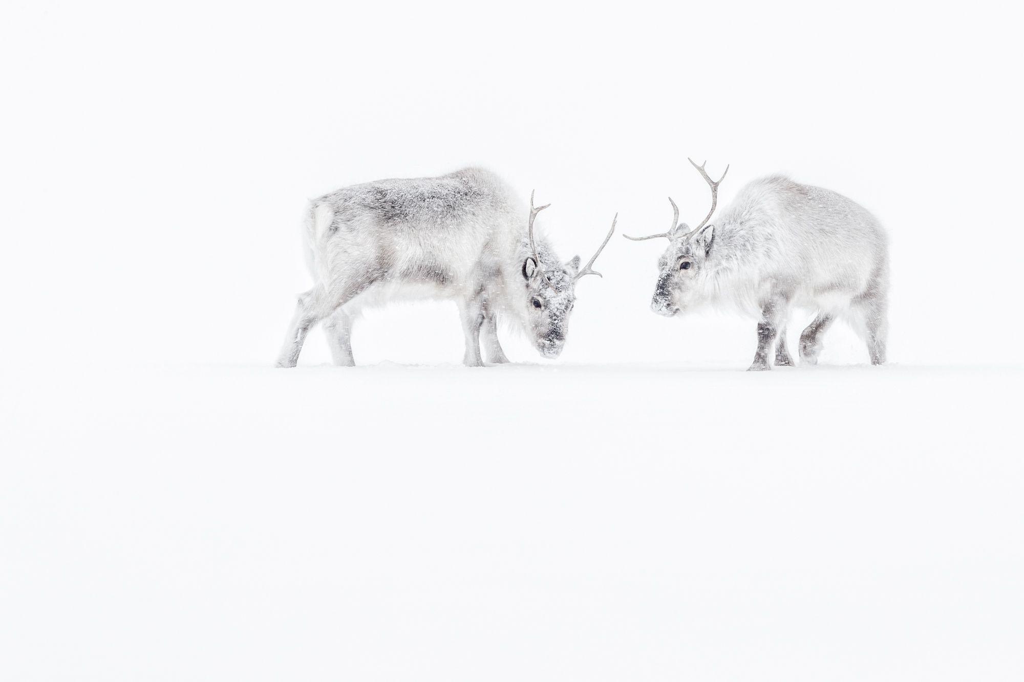 Reindeer in Snow in the Arctic