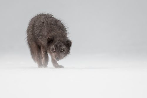 Arctic Fox Photography by Joshua Holko Arctic-17.jpg