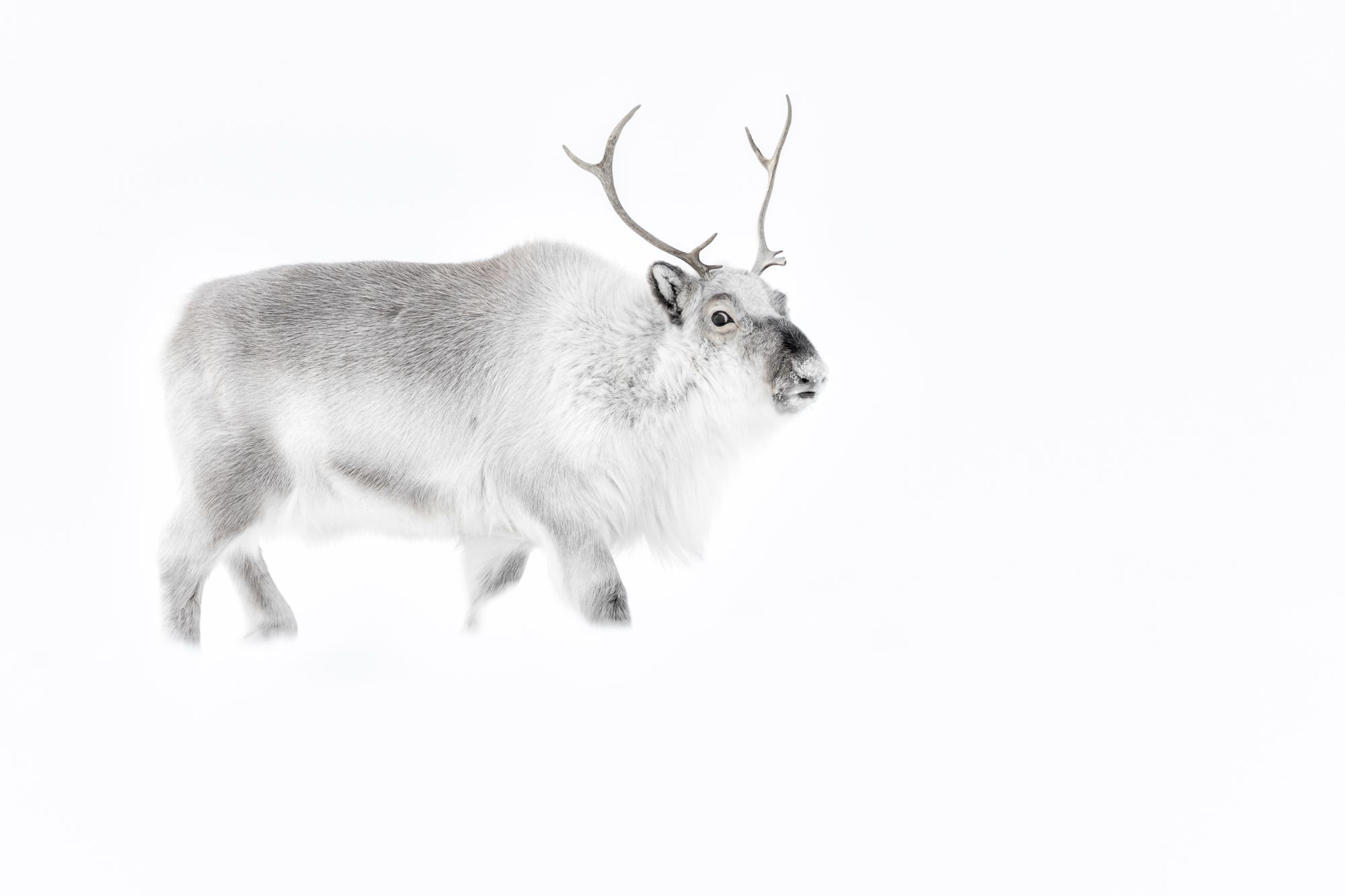 Reindeer in Snow in the Arctic