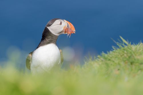 Atlantic Puffin 