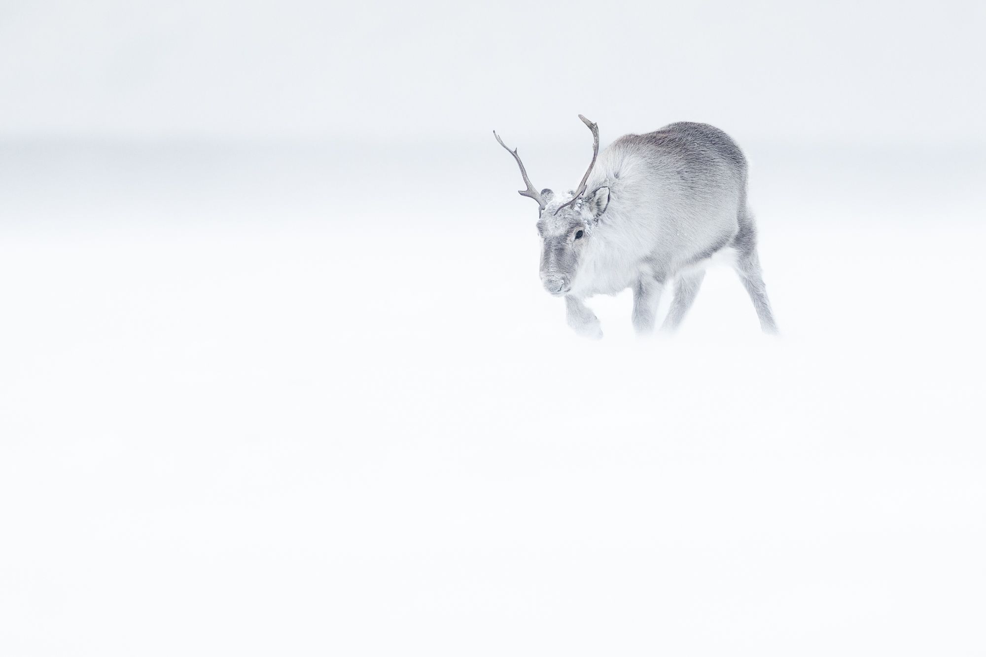 Reindeer in Snow in the Arctic