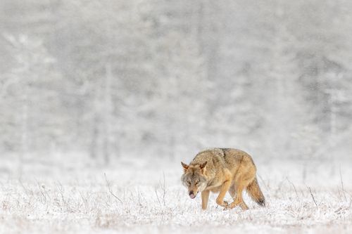 finlandwinter-12-holko.jpg