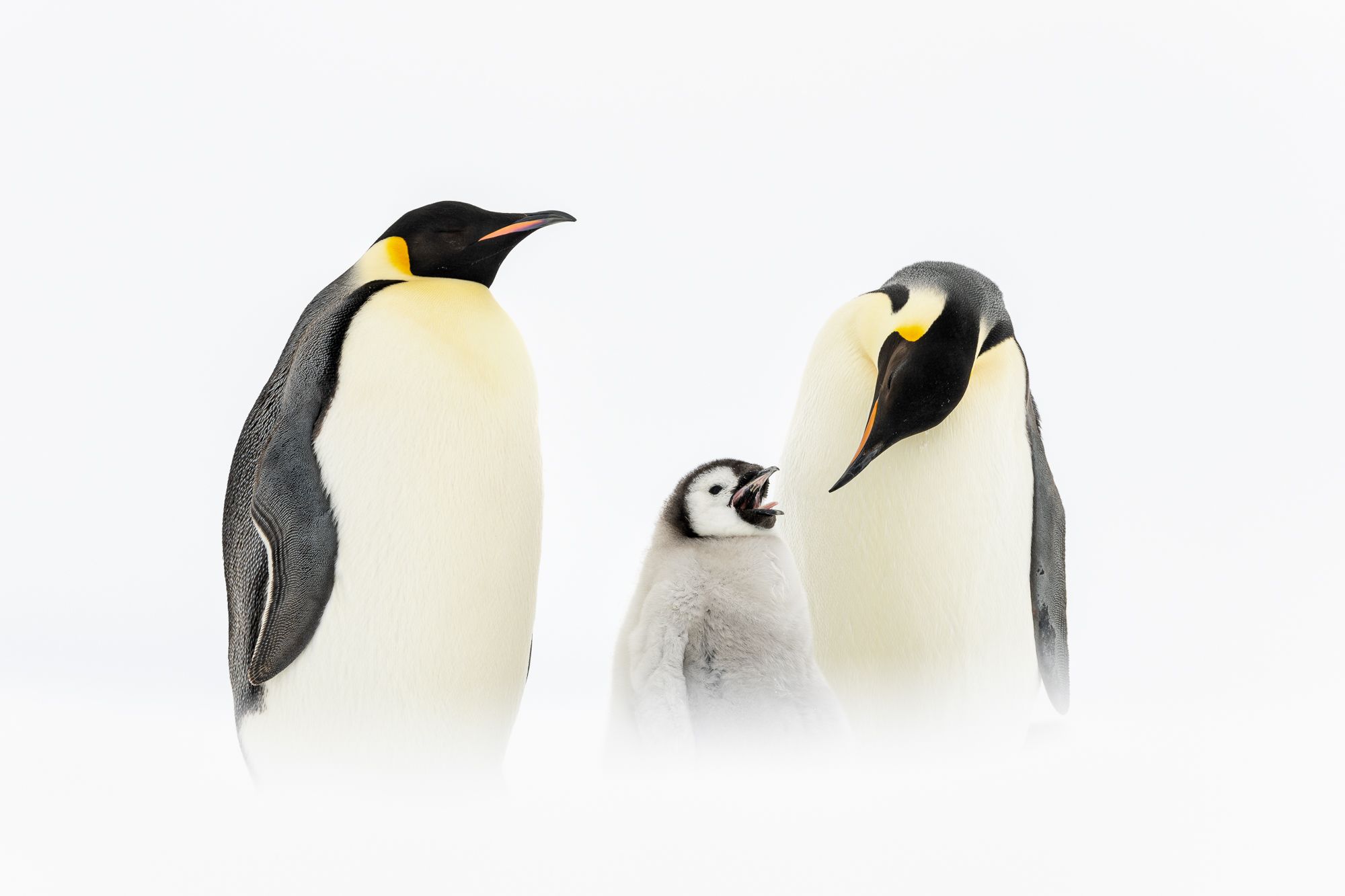Emperor Penguins and  Chick Antarctica
