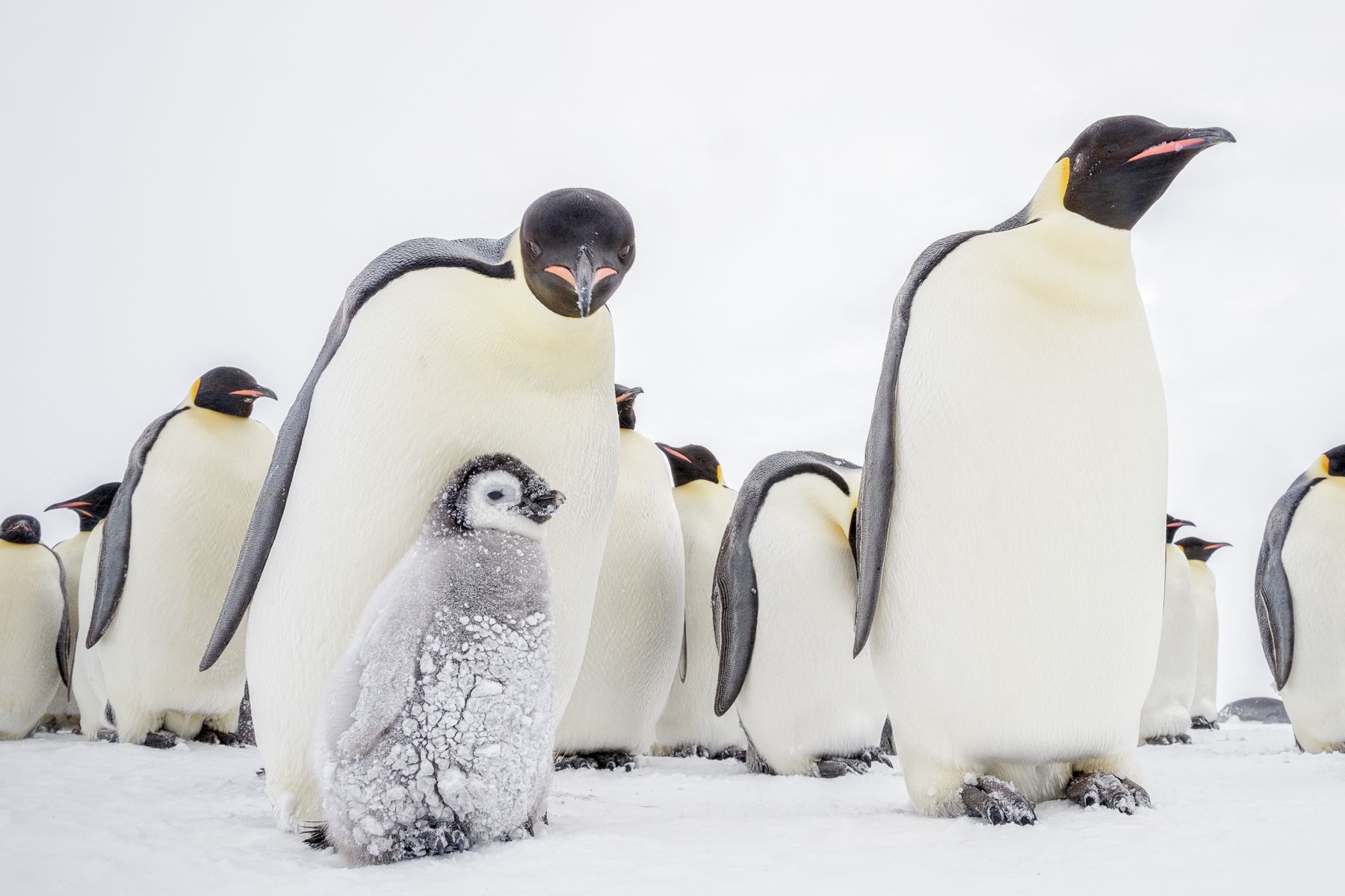 Emperor Penguin