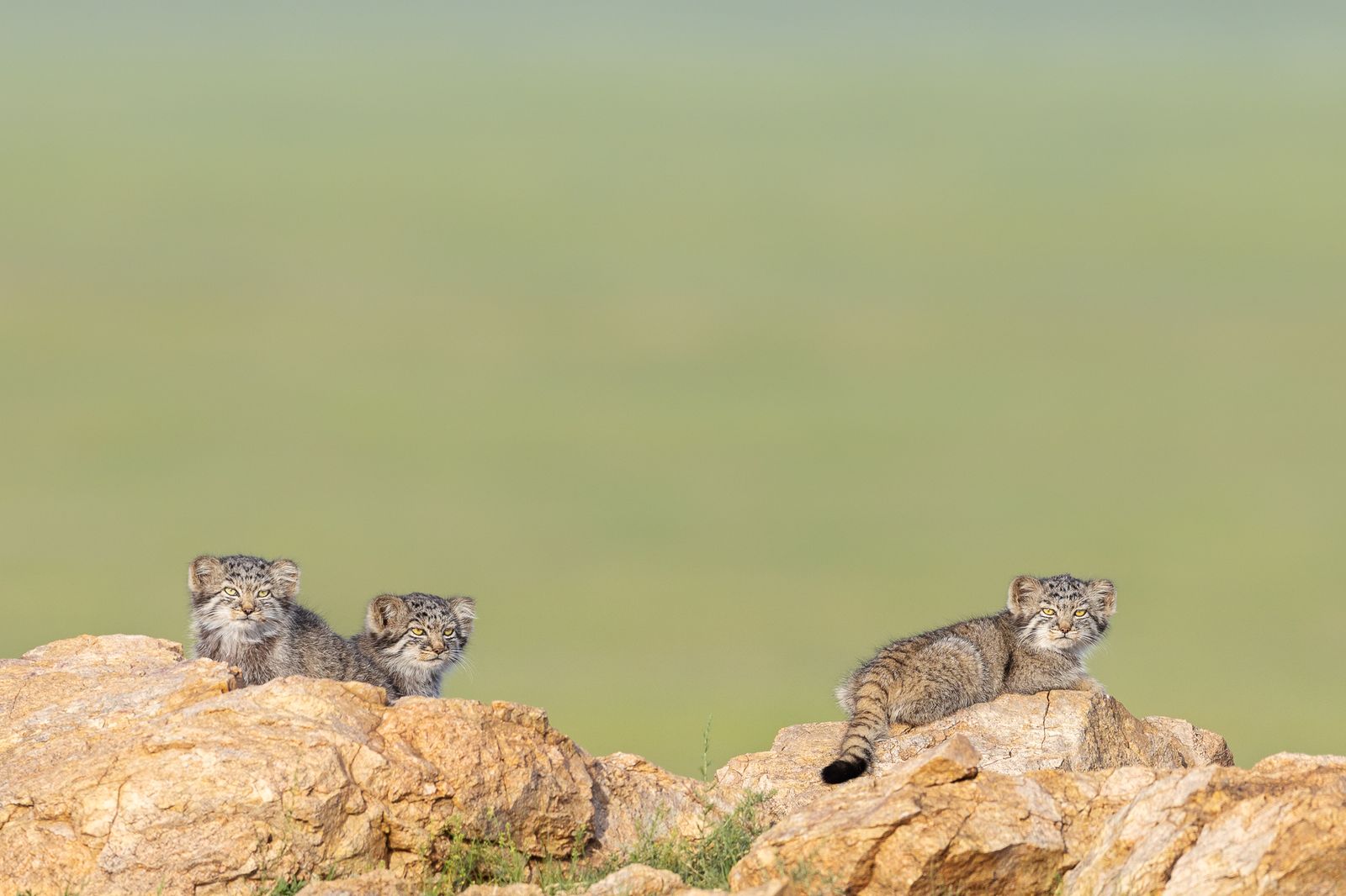 Pallas Cat Kittens