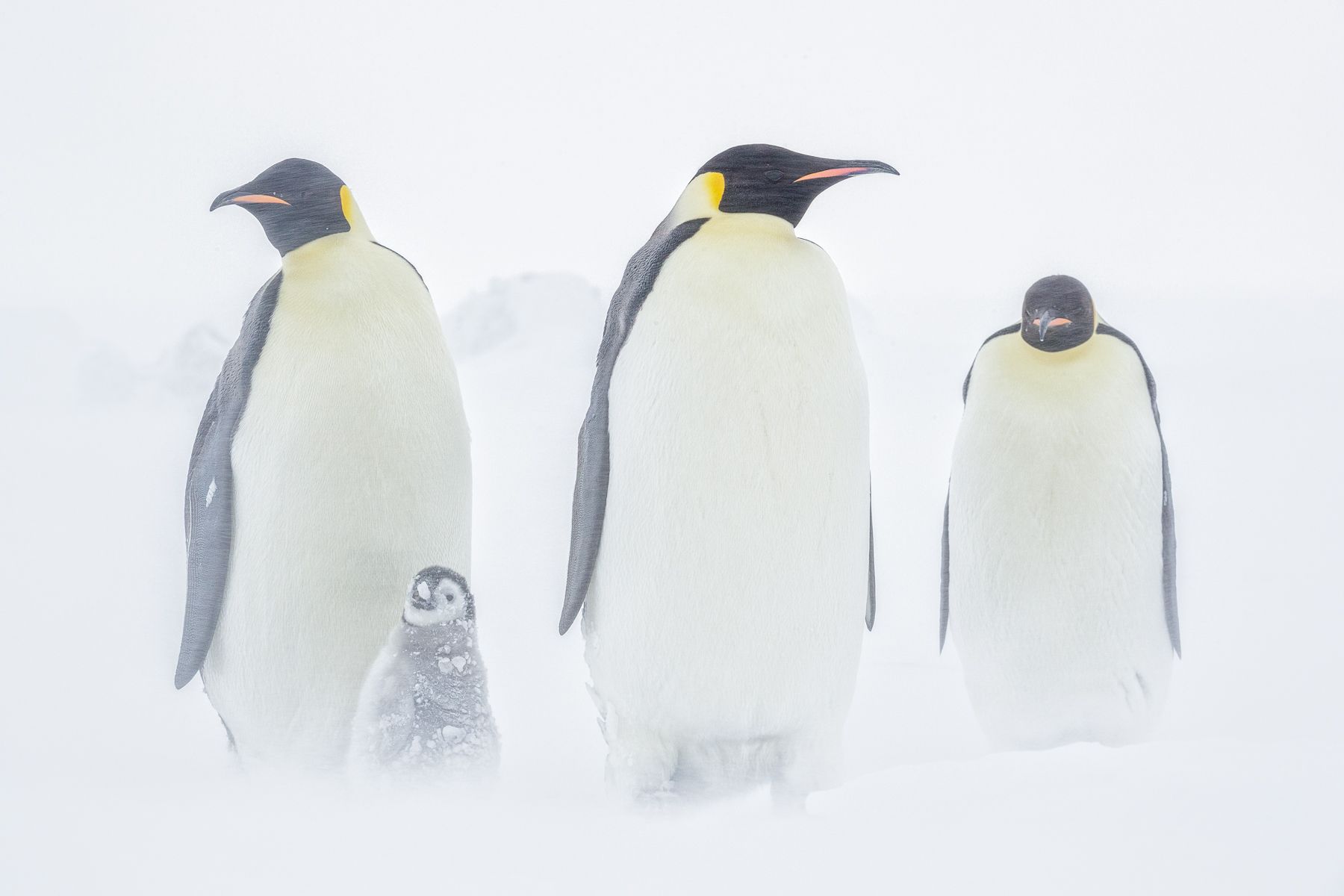 Emperor Penguin