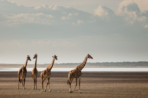 Tanzanis Serengeti Photo Safari