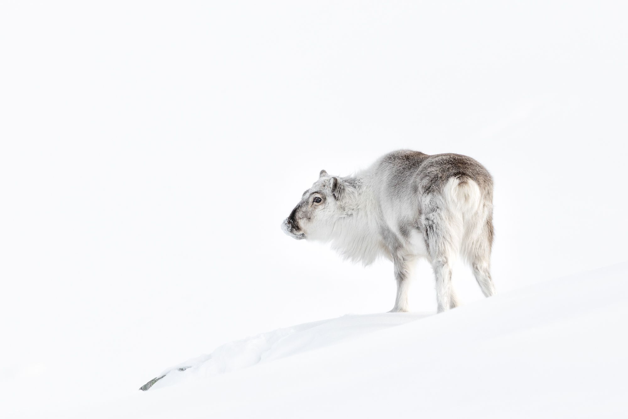 Reindeer in Snow in the Arctic