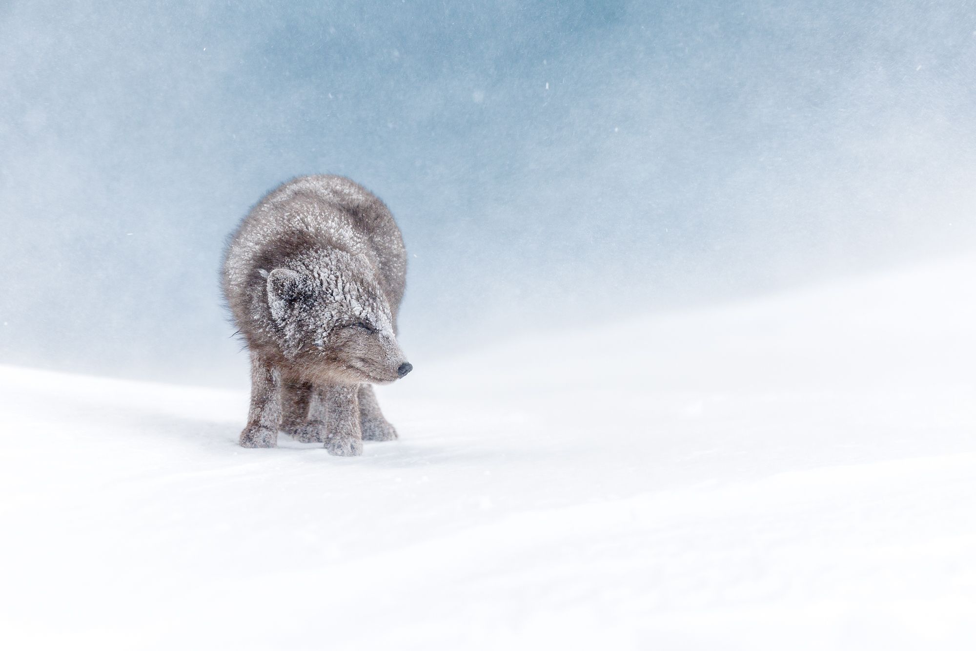 Blue Morph Arctic Fox