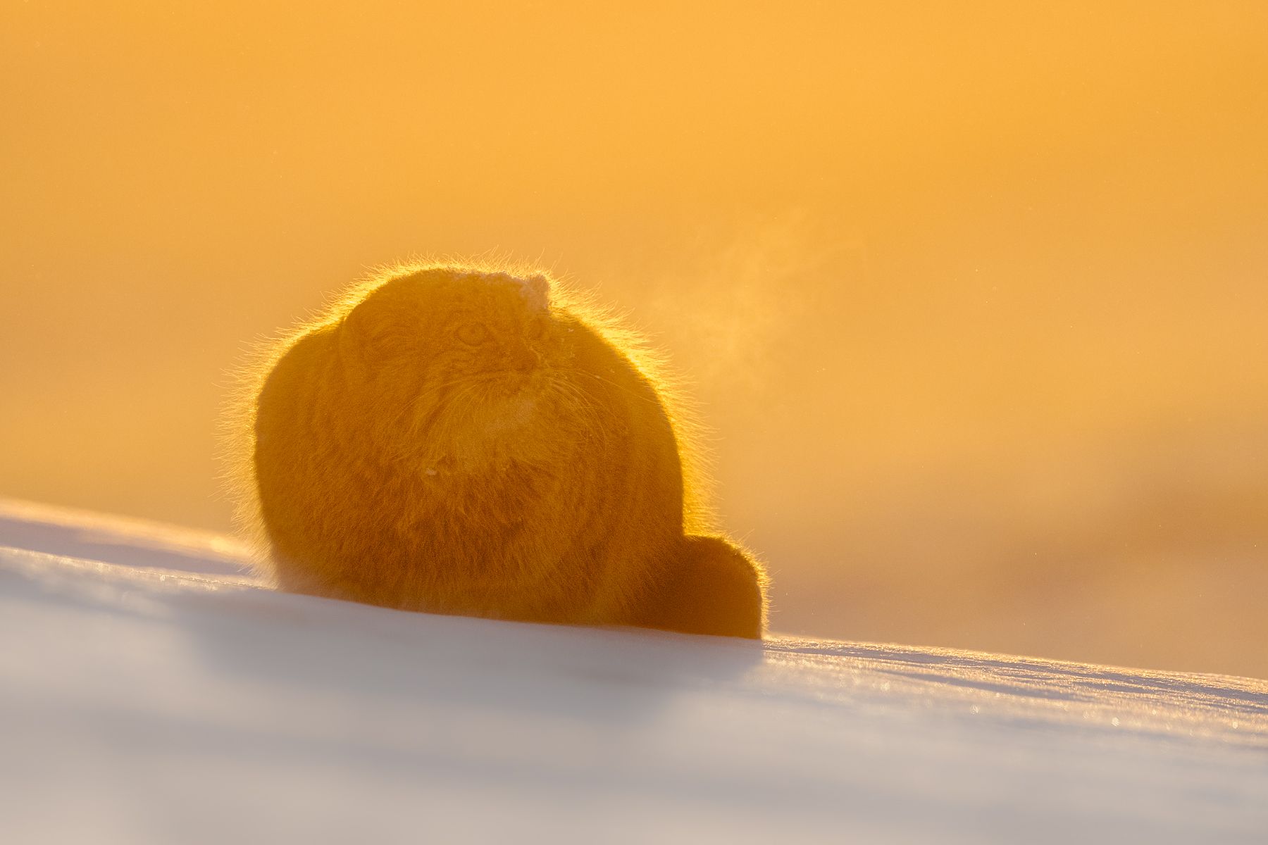 Pallas Cat in Snow in Winter in Mongolia