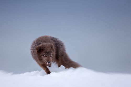 Arctic Fox Photography by Joshua Holko