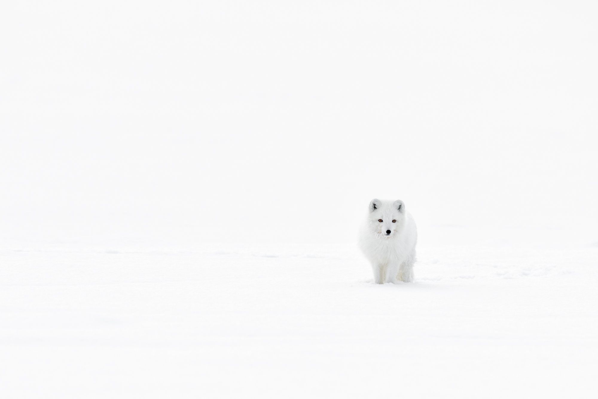White Morph Arctic Fox