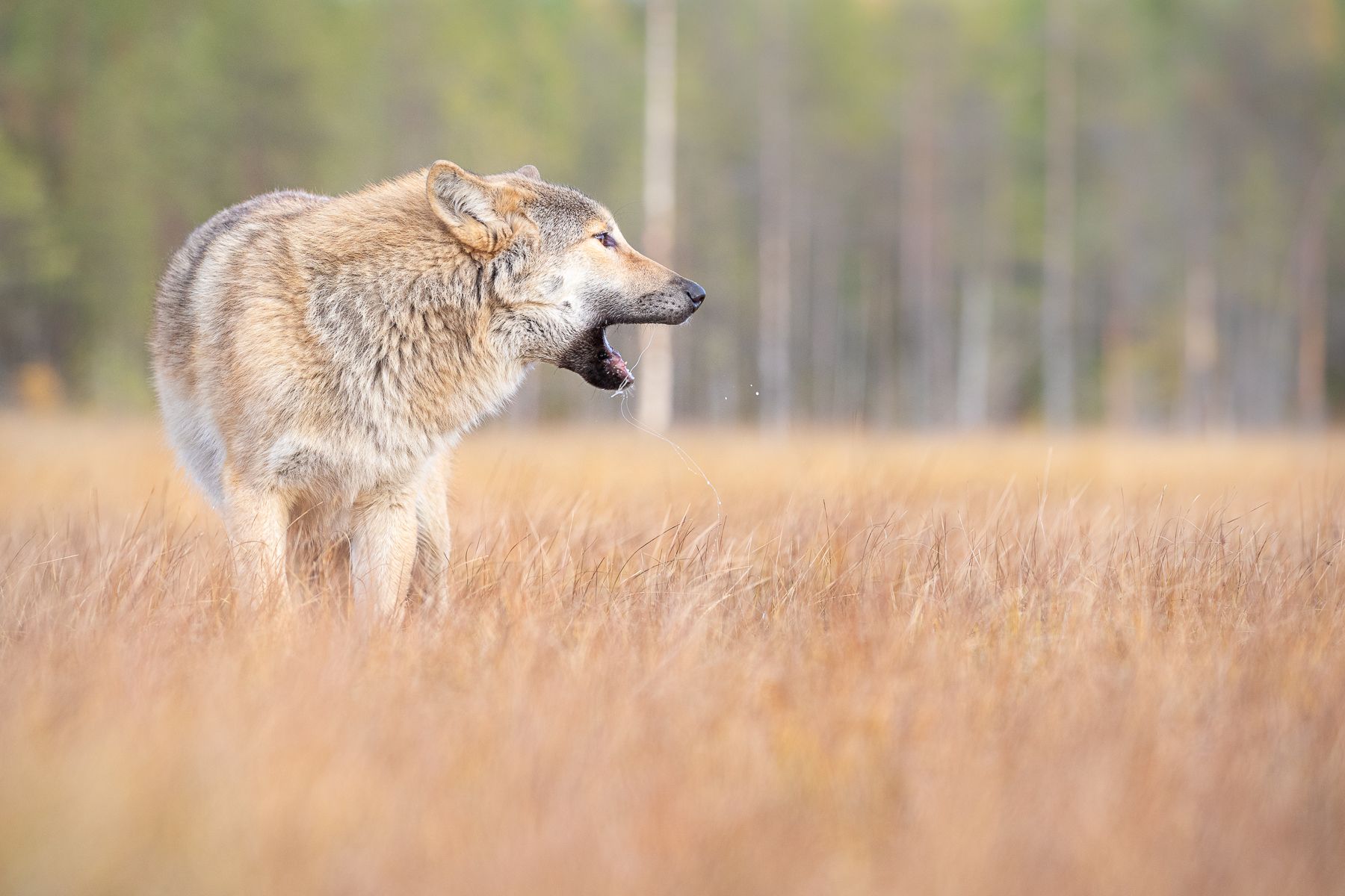 Wolf on the Finland border with Russia