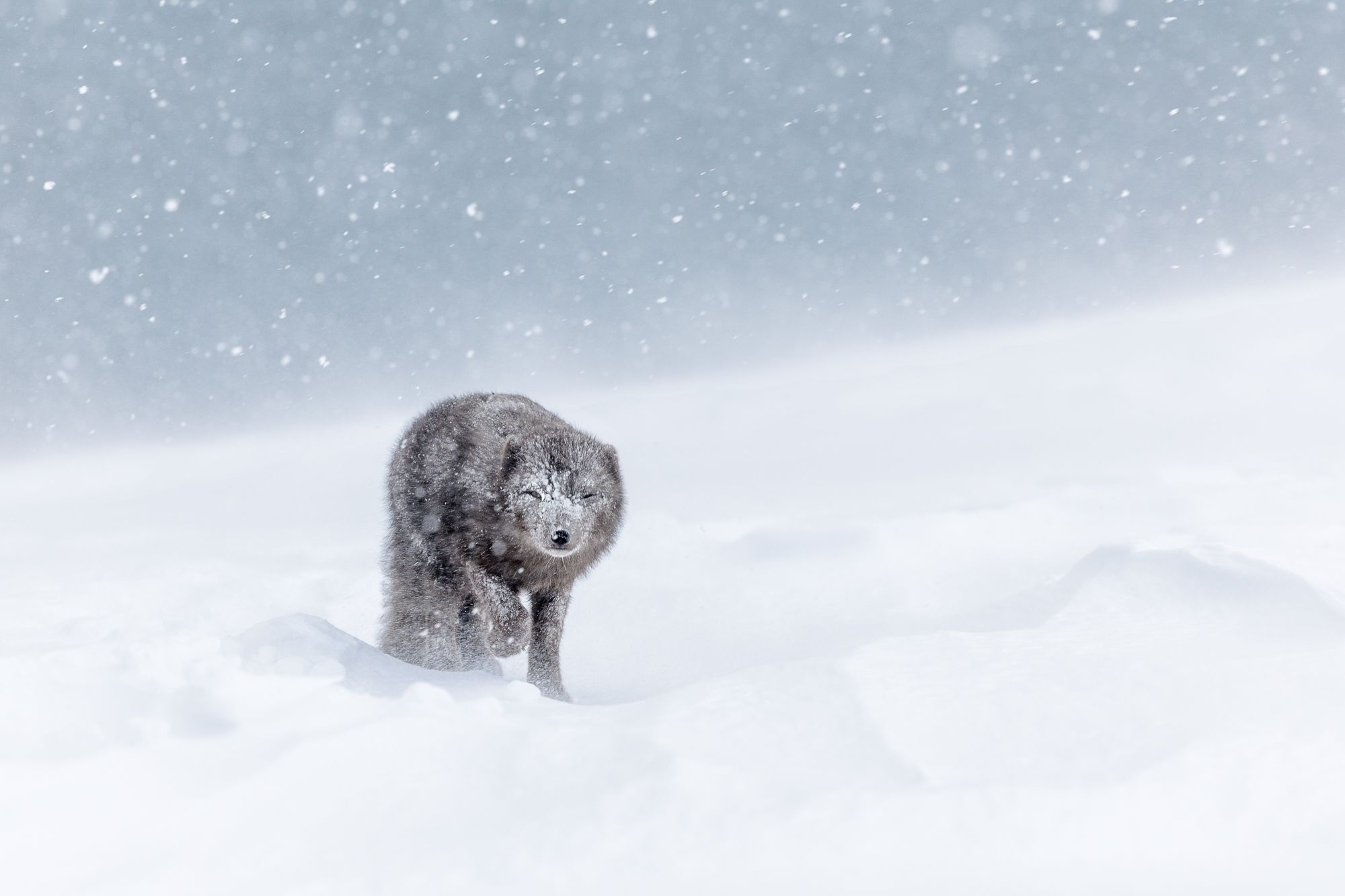 Blue Morph Arctic Fox 
