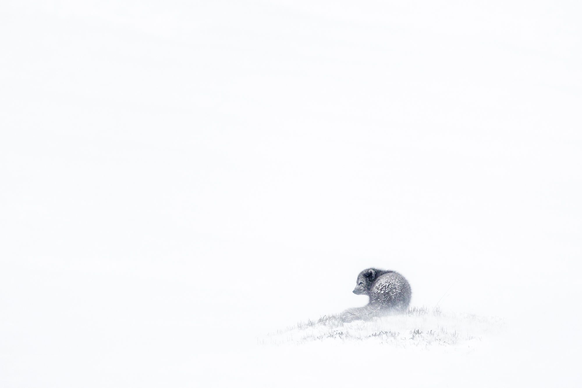 Blue Morph Arctic Fox