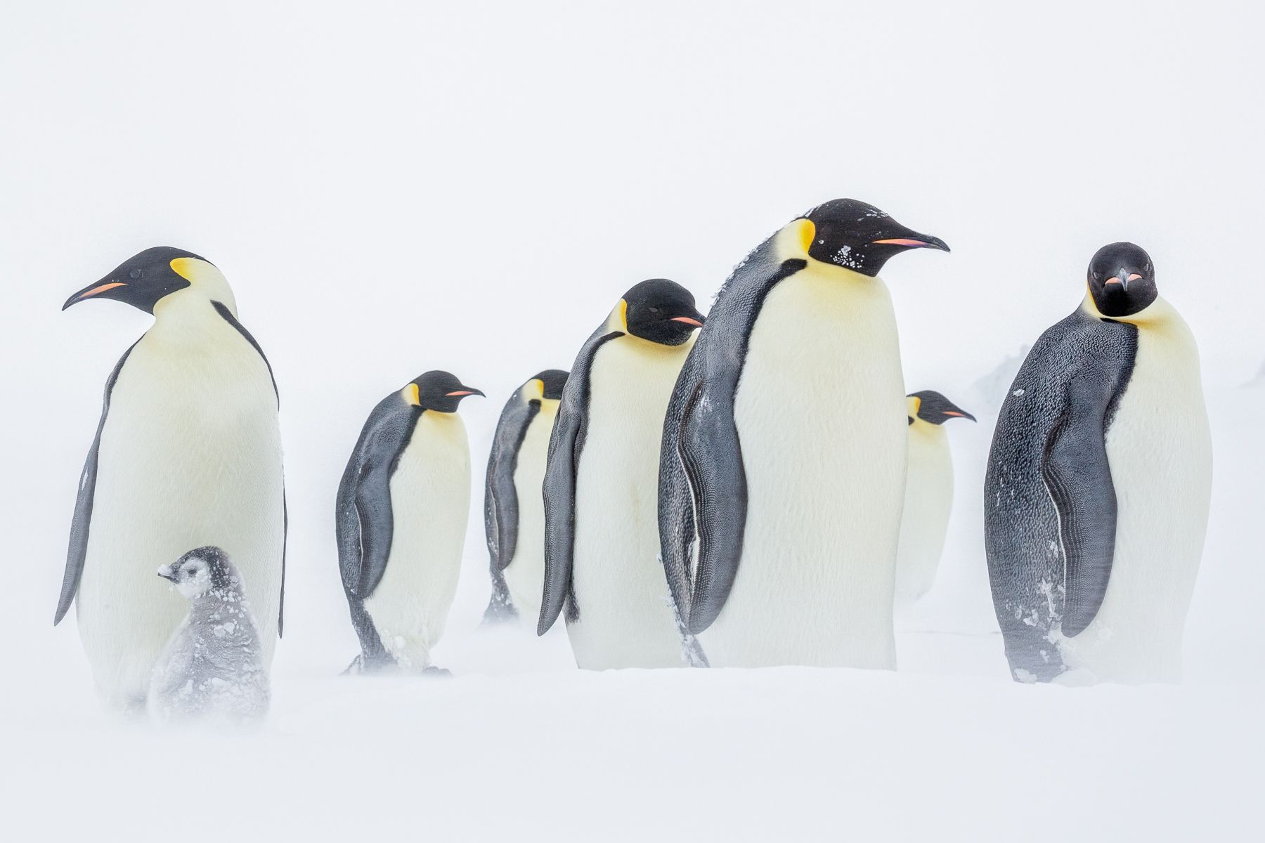 Emperor Penguin