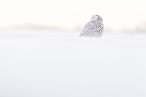 Snowy Owl Photograph by Joshua Holko