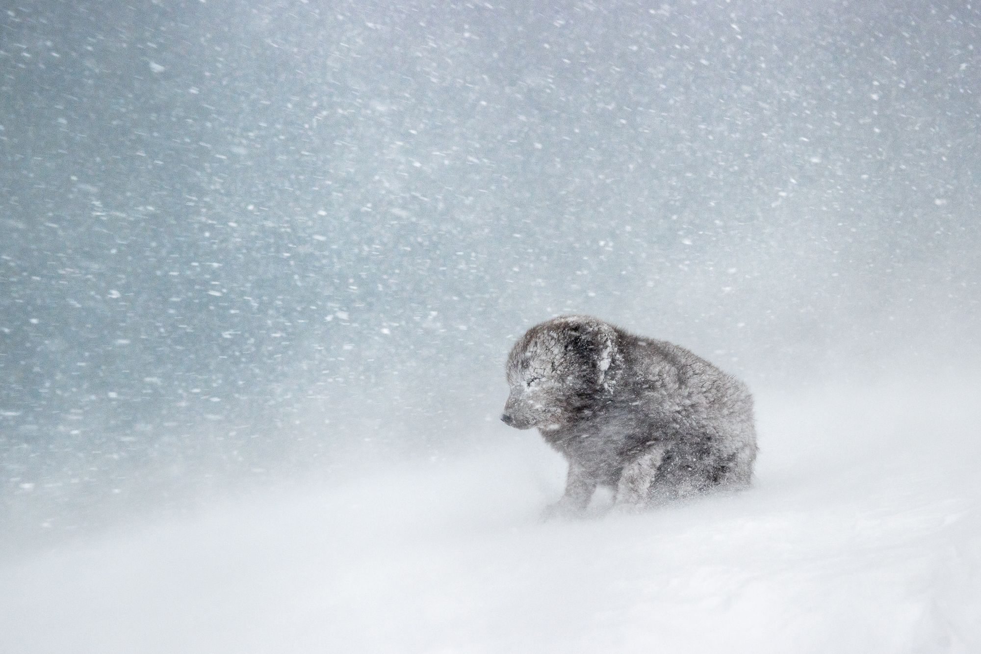 Blue Morph Arctic Fox