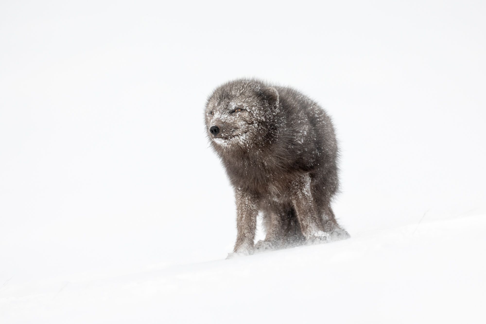 Blue Morph Arctic Fox