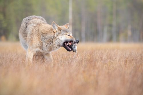 Wolf on the Finland border with Russia