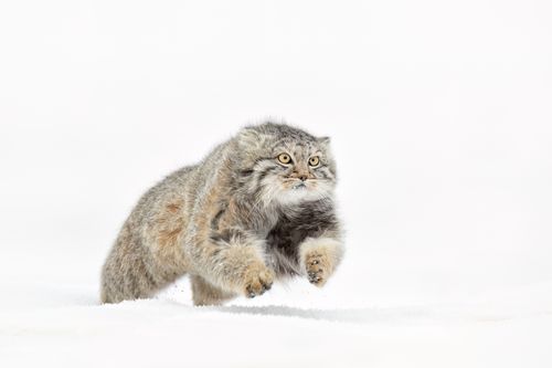 Pallas Cat in Snow in Mongolia