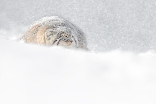 Pallas Cat in Snow in Winter in Mongolia